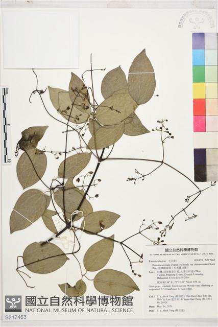 沖繩鐵線蓮（毛果鐵線蓮）藏品圖，第1張
