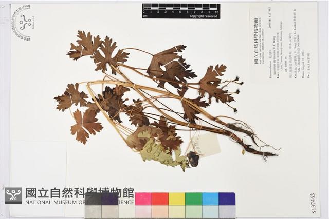 擬顯柱烏頭藏品圖，第1張