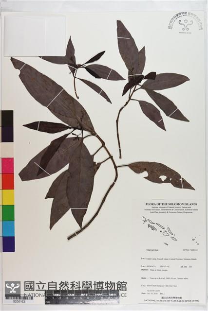 Accession Number:S200163 Collection Image