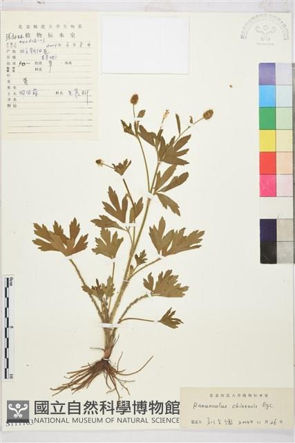 茴茴蒜藏品圖，第1張