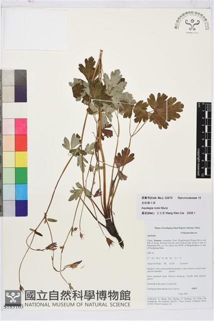 直距耬斗菜藏品圖，第1張