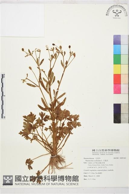 石龍芮藏品圖，第1張