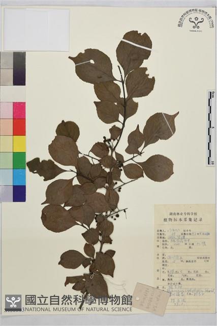 薄葉鼠李藏品圖，第1張