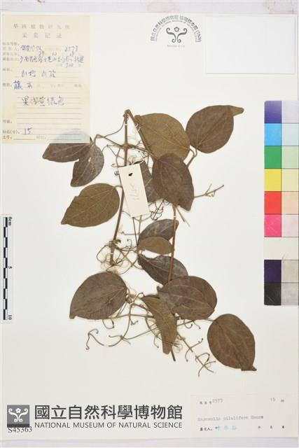 兩廣錫蘭蓮藏品圖，第1張