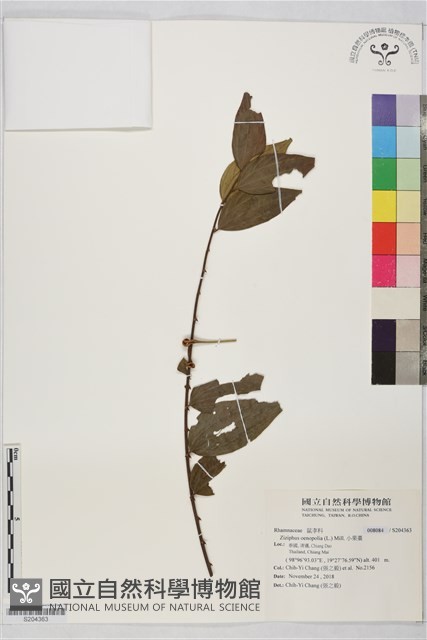 小果棗藏品圖，第1張