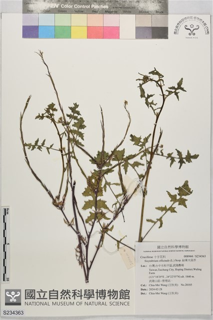 鉆果大蒜芥藏品圖，第1張