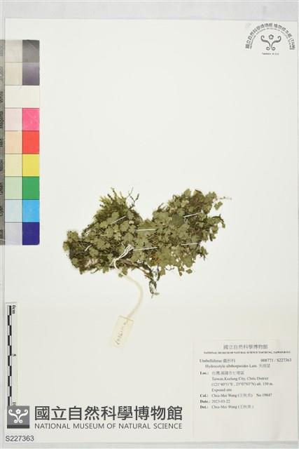 天胡荽藏品圖，第1張