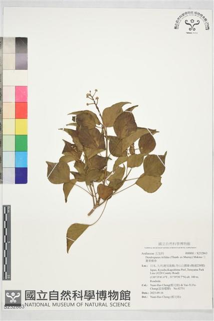 三菱果樹參藏品圖，第1張