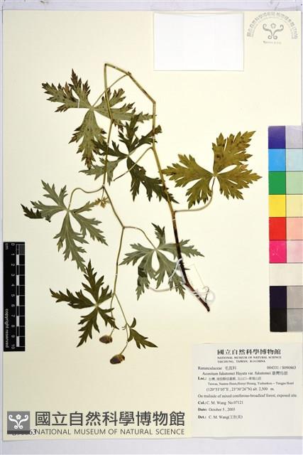 臺灣烏頭藏品圖，第1張