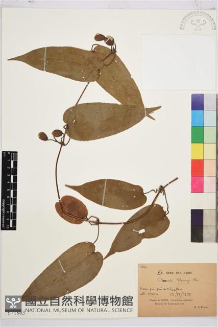 亨利氏鐵線蓮藏品圖，第1張