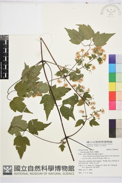 串鼻龍藏品圖，第1張