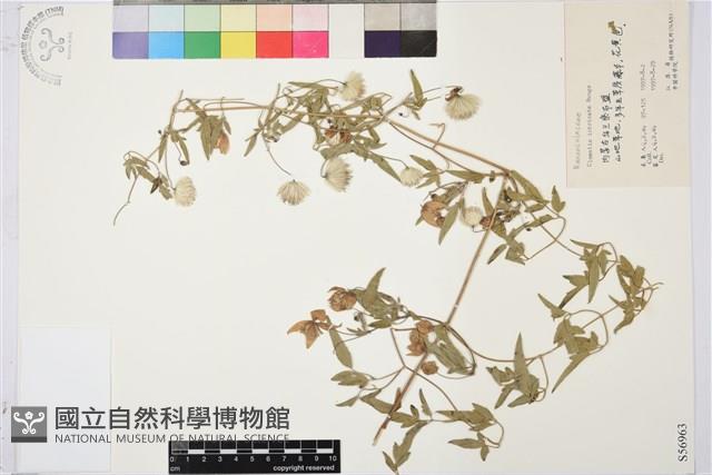 黃花鐵線蓮藏品圖，第1張