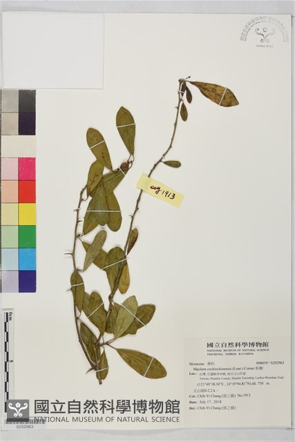 柘樹藏品圖，第1張