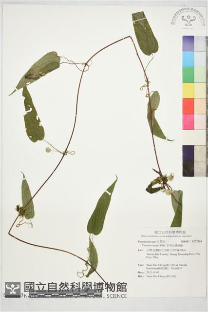 亨利氏鐵線蓮藏品圖，第1張