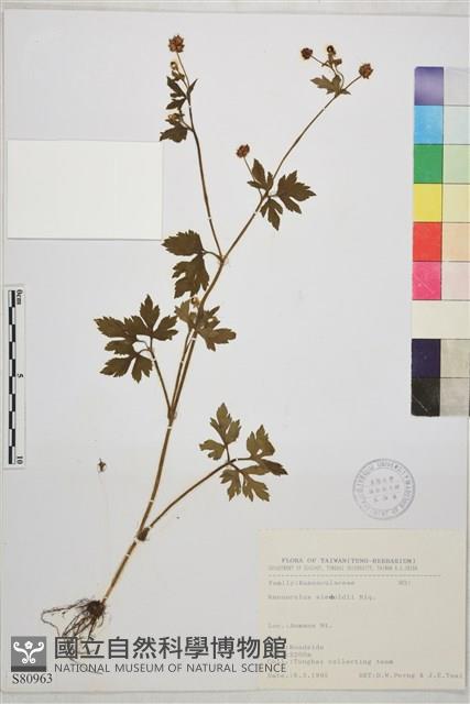 辣子草、揚子毛茛藏品圖，第1張