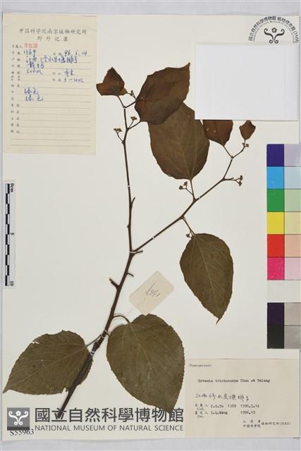 毛果枳椇藏品圖，第1張