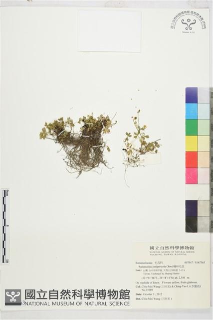 檜林毛茛藏品圖，第1張