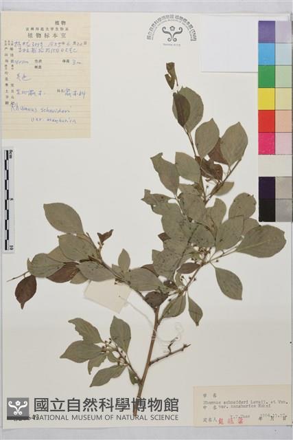 東北鼠李藏品圖，第1張