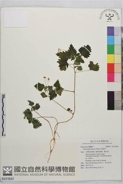 花點草藏品圖，第1張