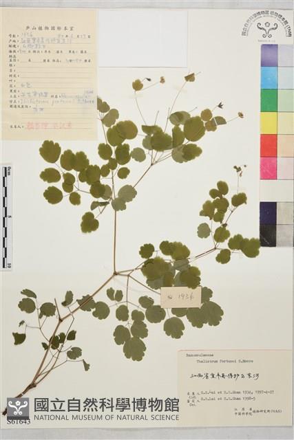 華東唐松草藏品圖，第1張