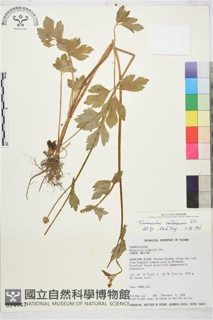 水辣菜、禺毛茛藏品圖，第1張