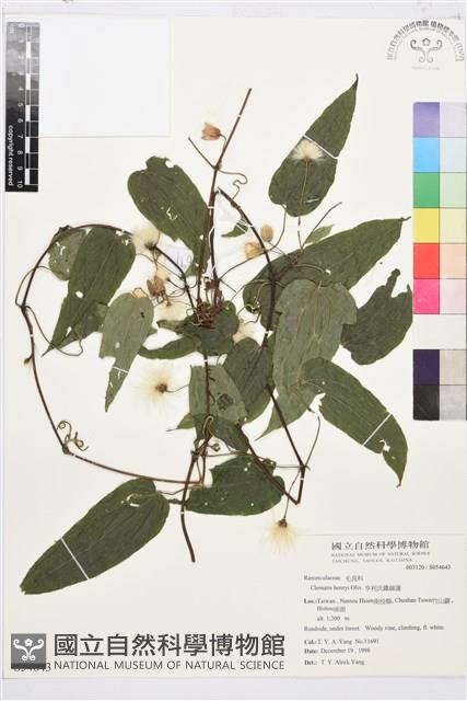 亨利氏鐵線蓮藏品圖，第1張