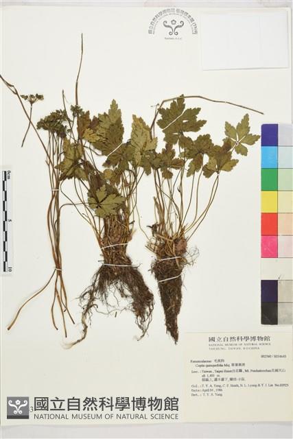 五葉黃連藏品圖，第1張