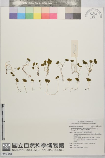 大霸尖山酢漿草藏品圖，第1張