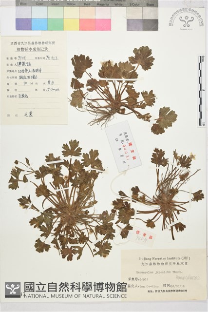 毛茛藏品圖，第1張