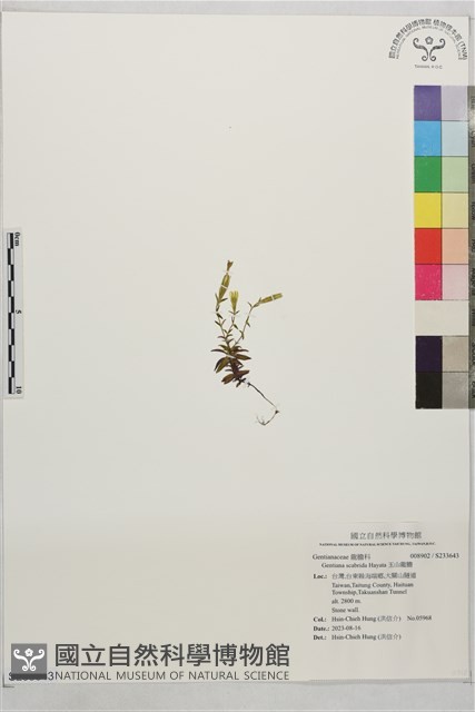 玉山龍膽藏品圖，第1張