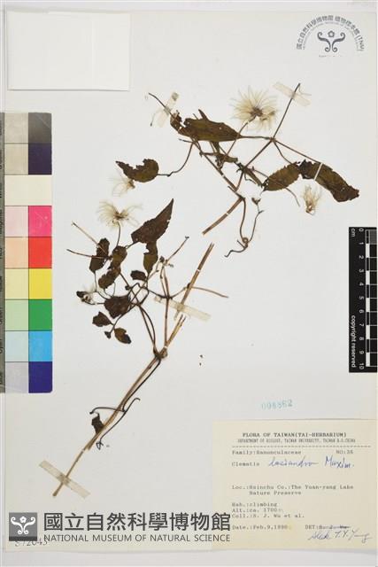 小木通藏品圖，第1張