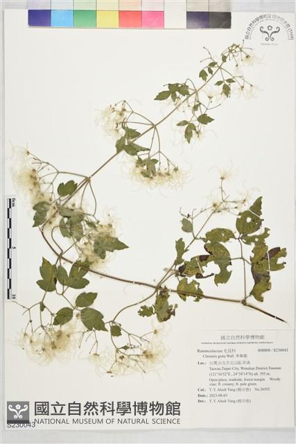 串鼻龍藏品圖，第1張