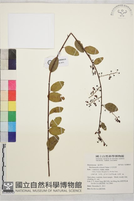 小勾兒茶藏品圖，第1張