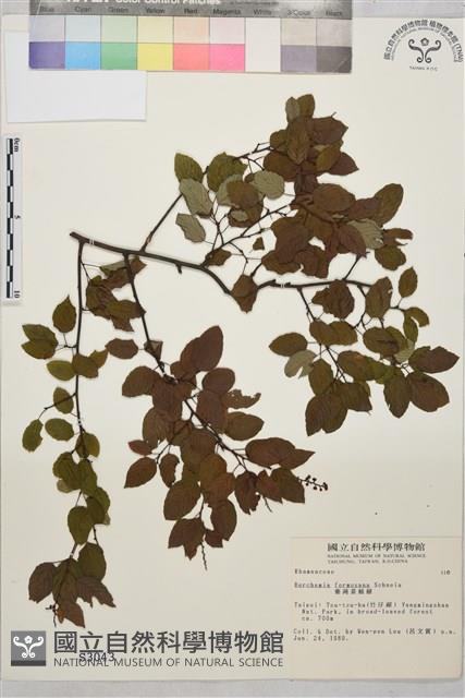 臺灣黃鱔藤藏品圖，第1張