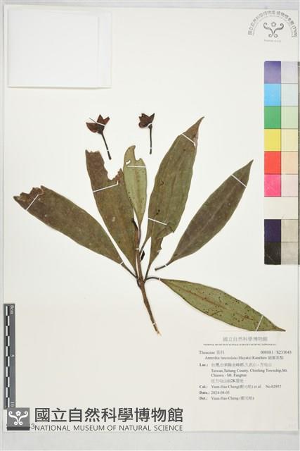 細葉茶梨藏品圖，第1張