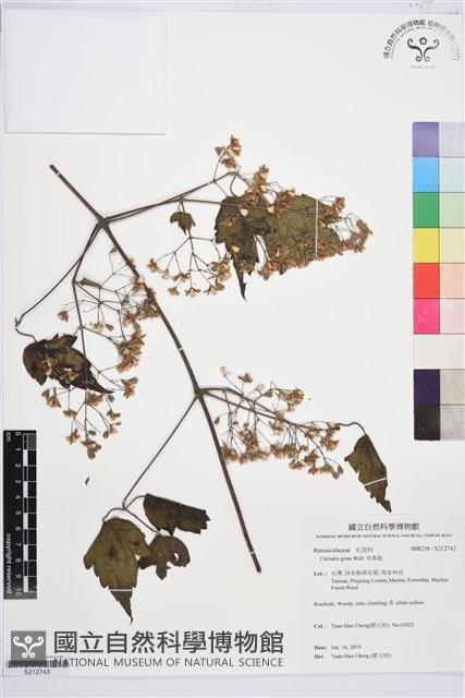 串鼻龍藏品圖，第1張