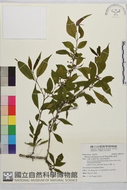 畢祿山鼠李藏品圖，第1張