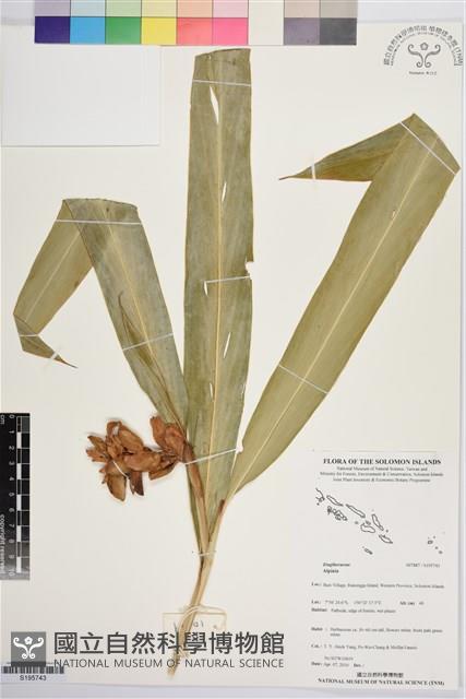 登錄號:S195743藏品圖，第1張