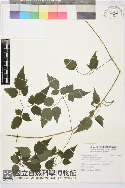 串鼻龍藏品圖，第1張