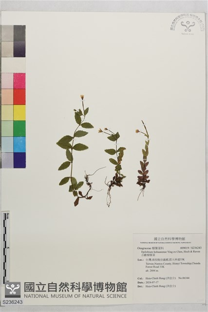 黑龍江柳葉菜藏品圖，第1張