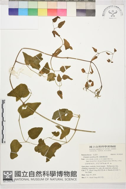 圓錐鐵線蓮藏品圖，第1張