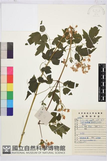 短尾鐵線蓮藏品圖，第1張