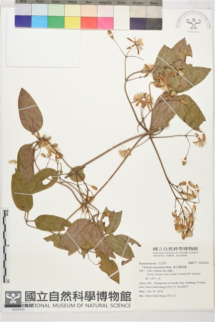麥氏鐵線蓮藏品圖，第1張