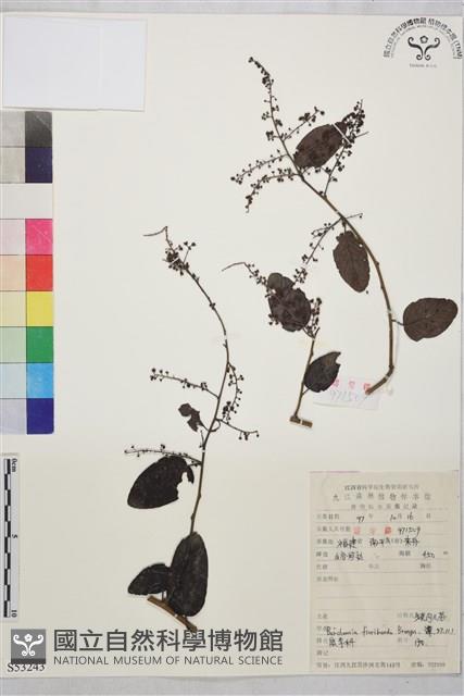 多花勾兒茶, 多花黃鱔藤藏品圖，第1張