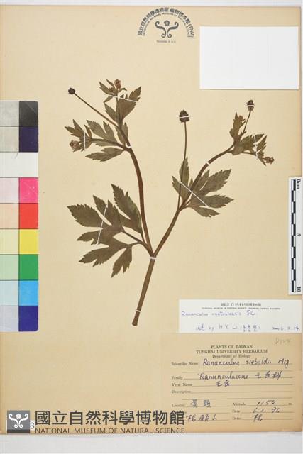 水辣菜、禺毛茛藏品圖，第1張