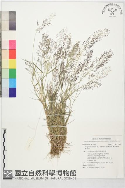 Accession Number:S227243 Collection Image