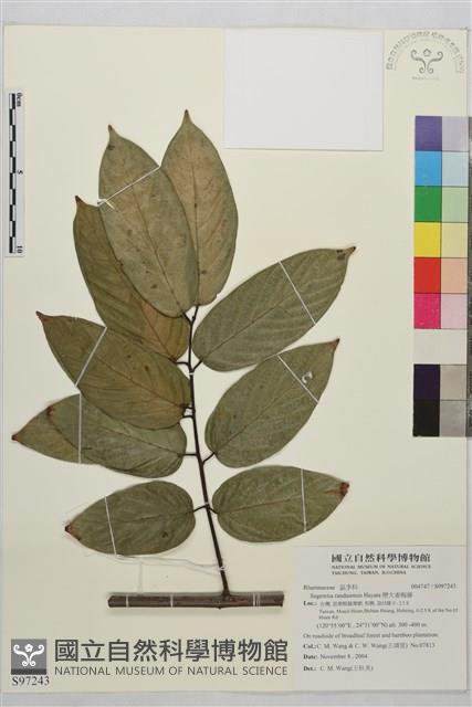 巒大雀梅藤藏品圖，第1張