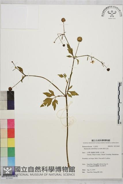 鉤柱毛茛藏品圖，第1張