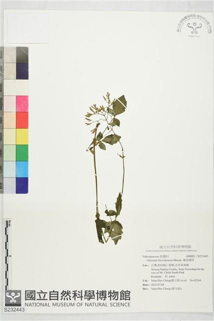 嫩莖纈草藏品圖，第1張