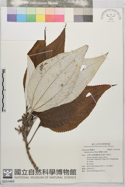 蘭嶼水絲麻藏品圖，第1張